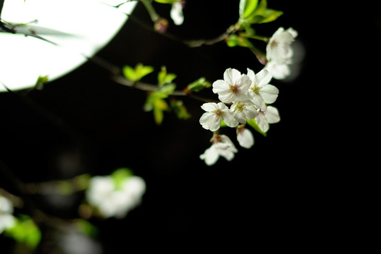 白色山樱花 早樱花 黑色背景