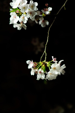 夜晚的樱花 白色花瓣