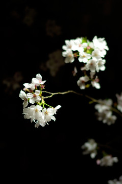 夜色中的樱花 白色樱花