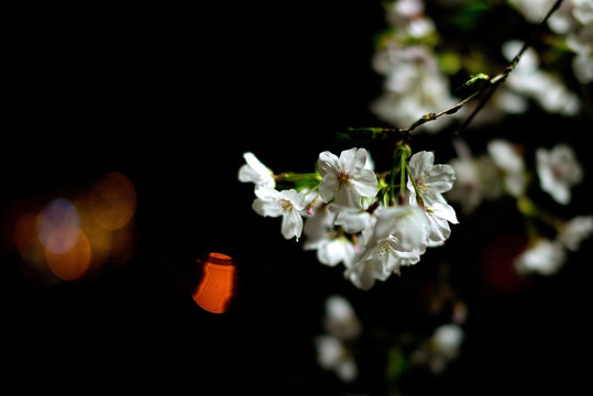 夜晚的樱花 白色花瓣