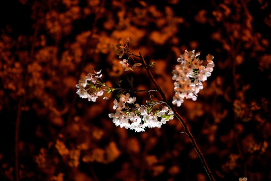 夜色中的樱花 白色樱花