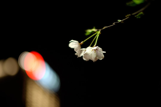 夜晚的白色樱花