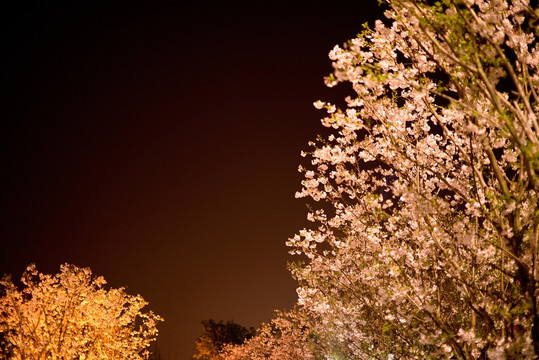 夜晚路灯下的樱花树丛