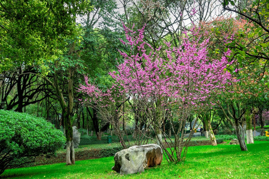 金华婺州公园 紫荆花