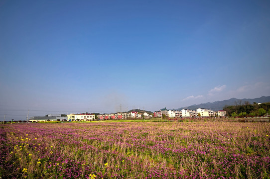 浙江兰溪岩头村 紫云英花海