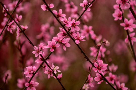 绽放桃花卉粉红鲜花jpg高清