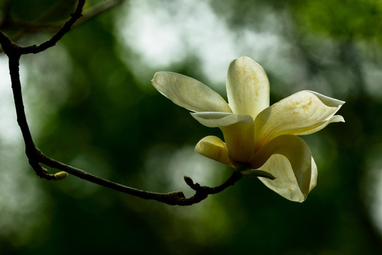 玉兰花背景墙壁画jpg高清桌面