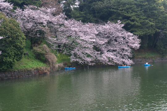 樱花 东京千鸟渊