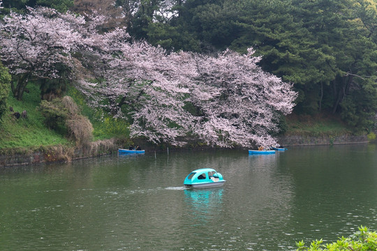 樱花 东京千鸟渊