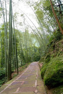 竹林小路