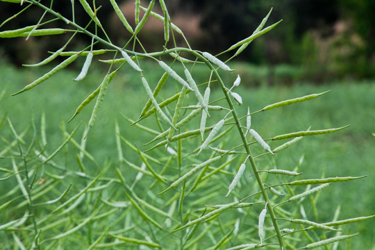 成熟的油菜