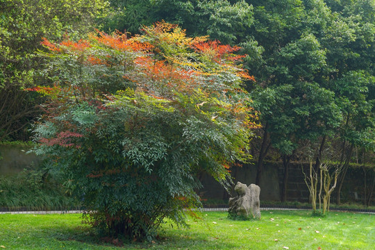 园林造景 草坪 南天竹