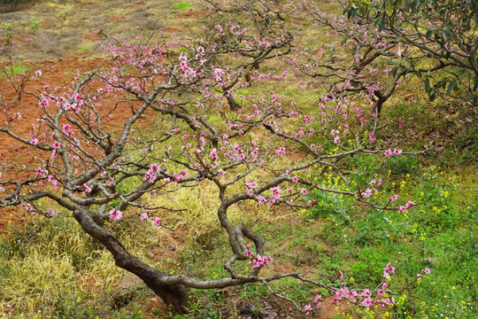 乡村风光 水果种植 桃花盛开