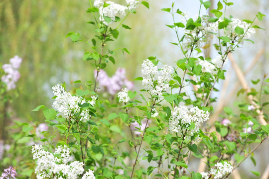 丁香花