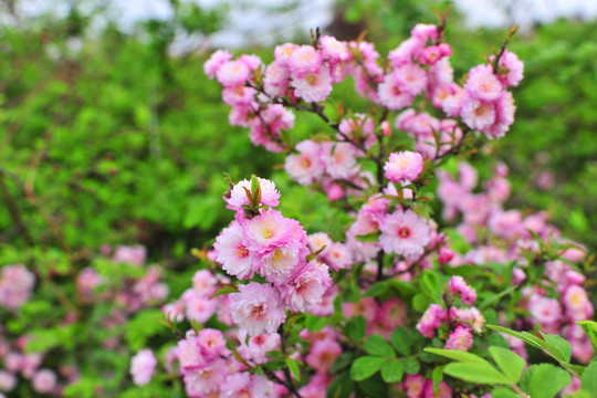 小花  花草背景