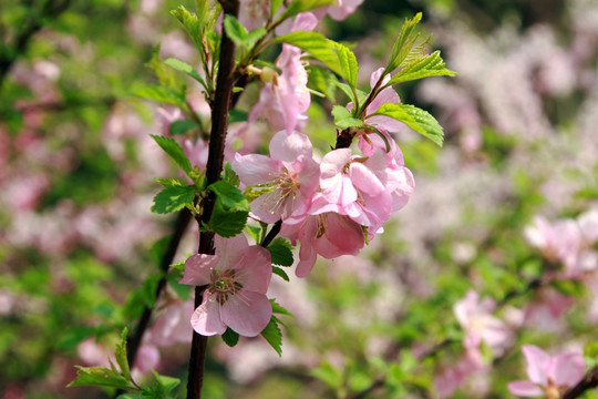 桃花