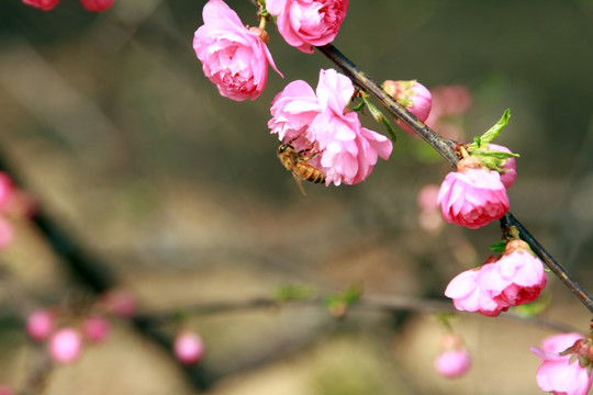 桃花