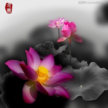 水墨荷花