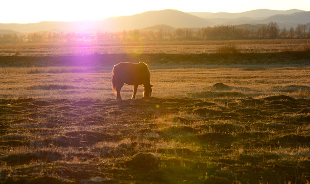 夕阳下的草原马群