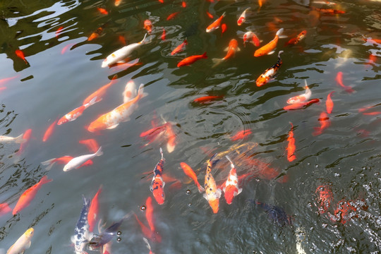 錦鯉