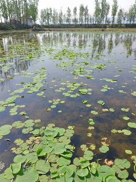 小荷