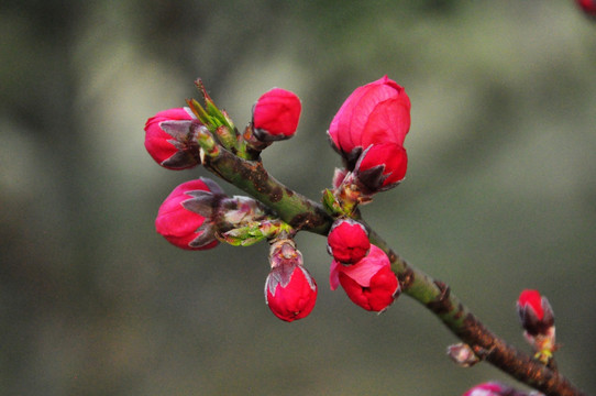 桃花苞