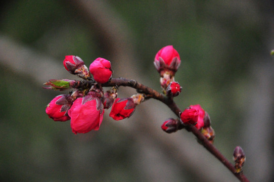 桃花花满枝头