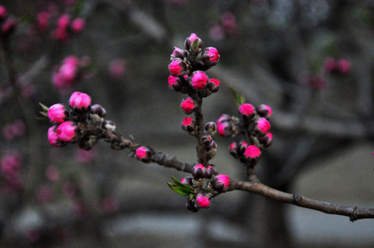 桃花枝头