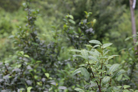 古茶树