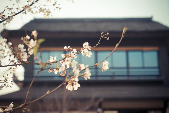 灵山小镇樱花