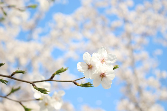 樱花高清图