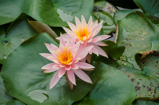 夏天莲花睡莲并蒂莲