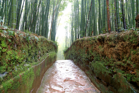 仙女湖 竹林小路