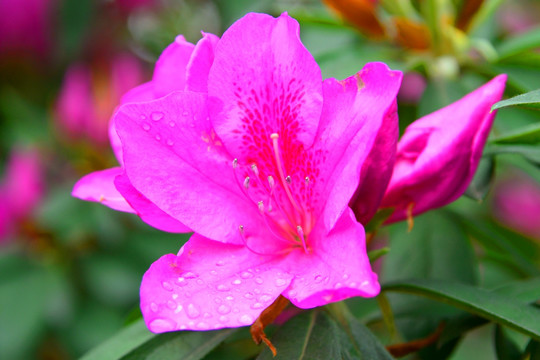 唯美花卉 杜鹃花 毛杜鹃