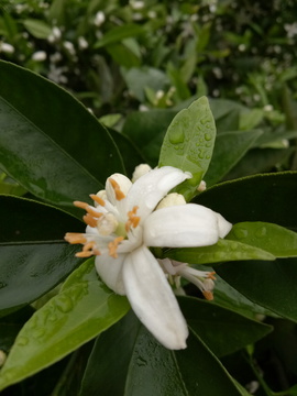 雨后橘子花