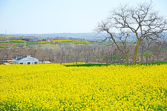 油菜花田