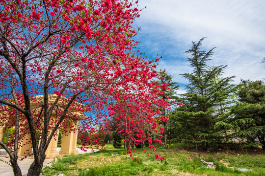 山桃花