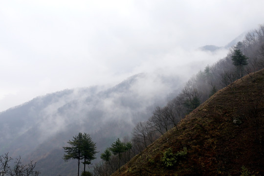 雾霭 雾 浓雾 晨雾 山林