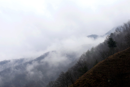 雾霭 雾 浓雾 晨雾 山林