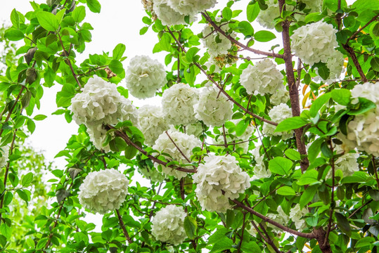 绣球花 八仙花