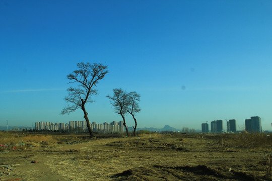 荒原大树