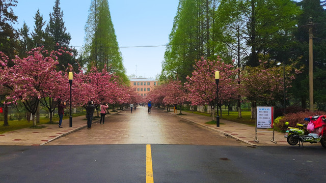 樱花 合肥