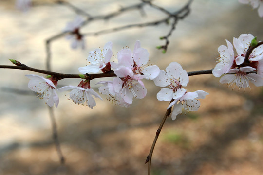 桃花