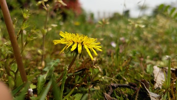 野菊花