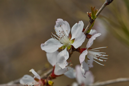 桃花