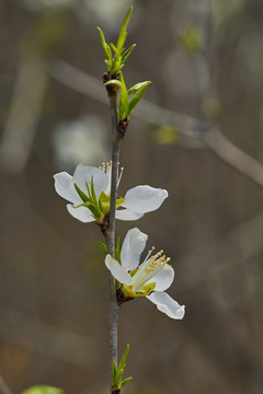 桃花