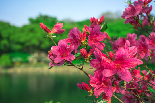 杜鹃花