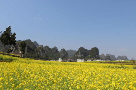 油菜花