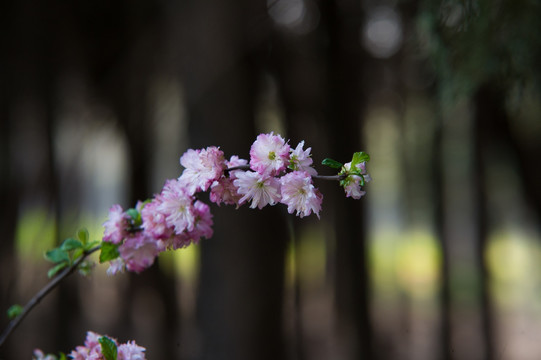 桃花