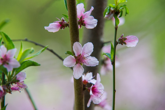 桃花